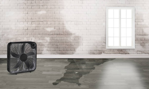 Best Ceiling water damage repair  in Syracuse, NE